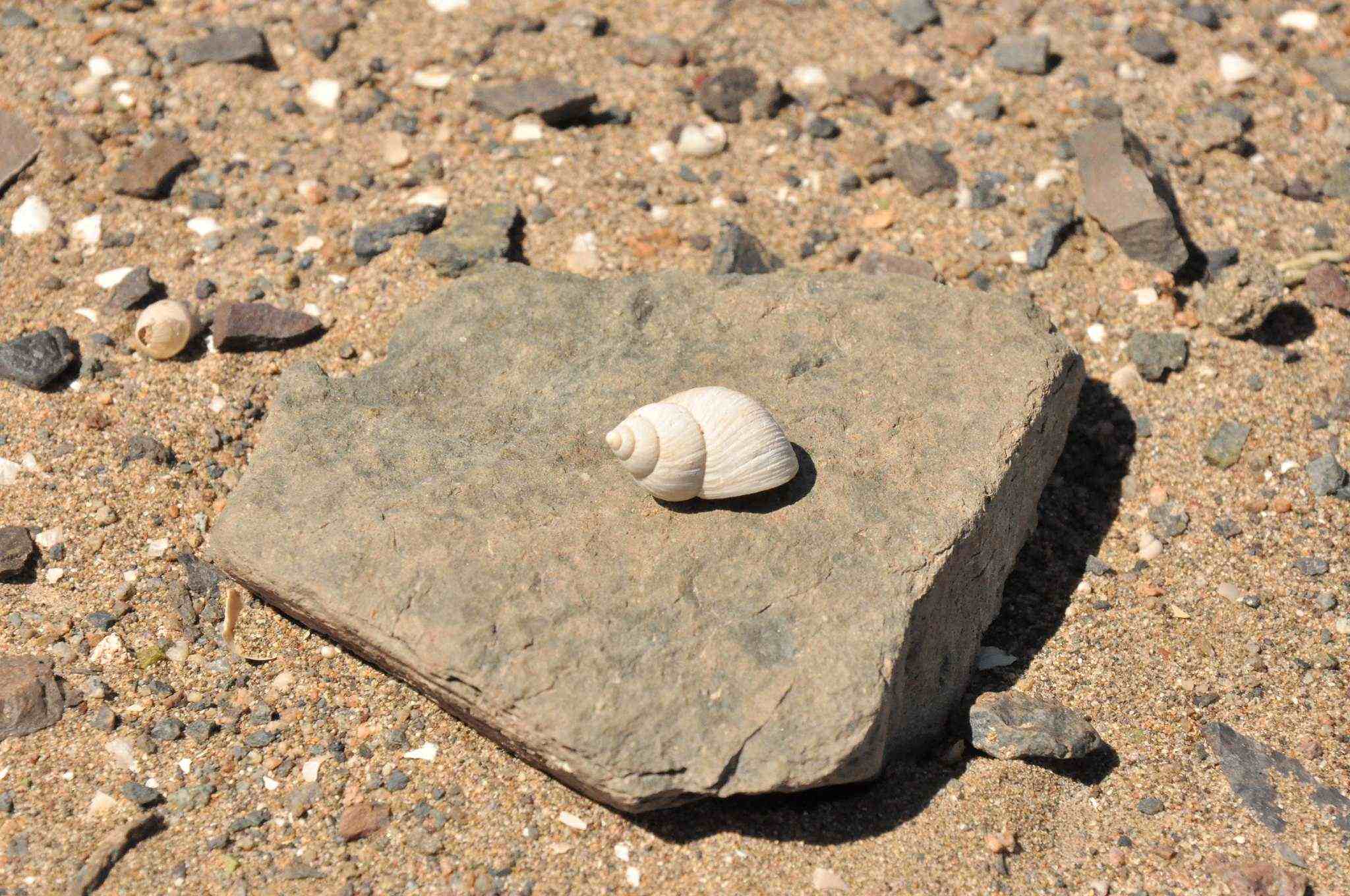 fosil marino en el desierto