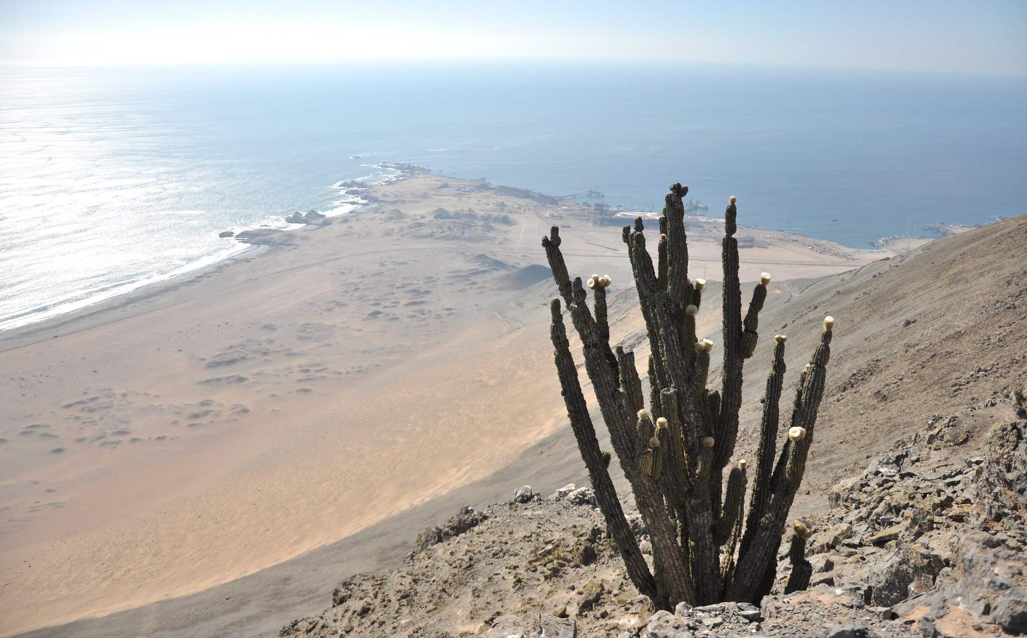 vegetación en el desierto costero