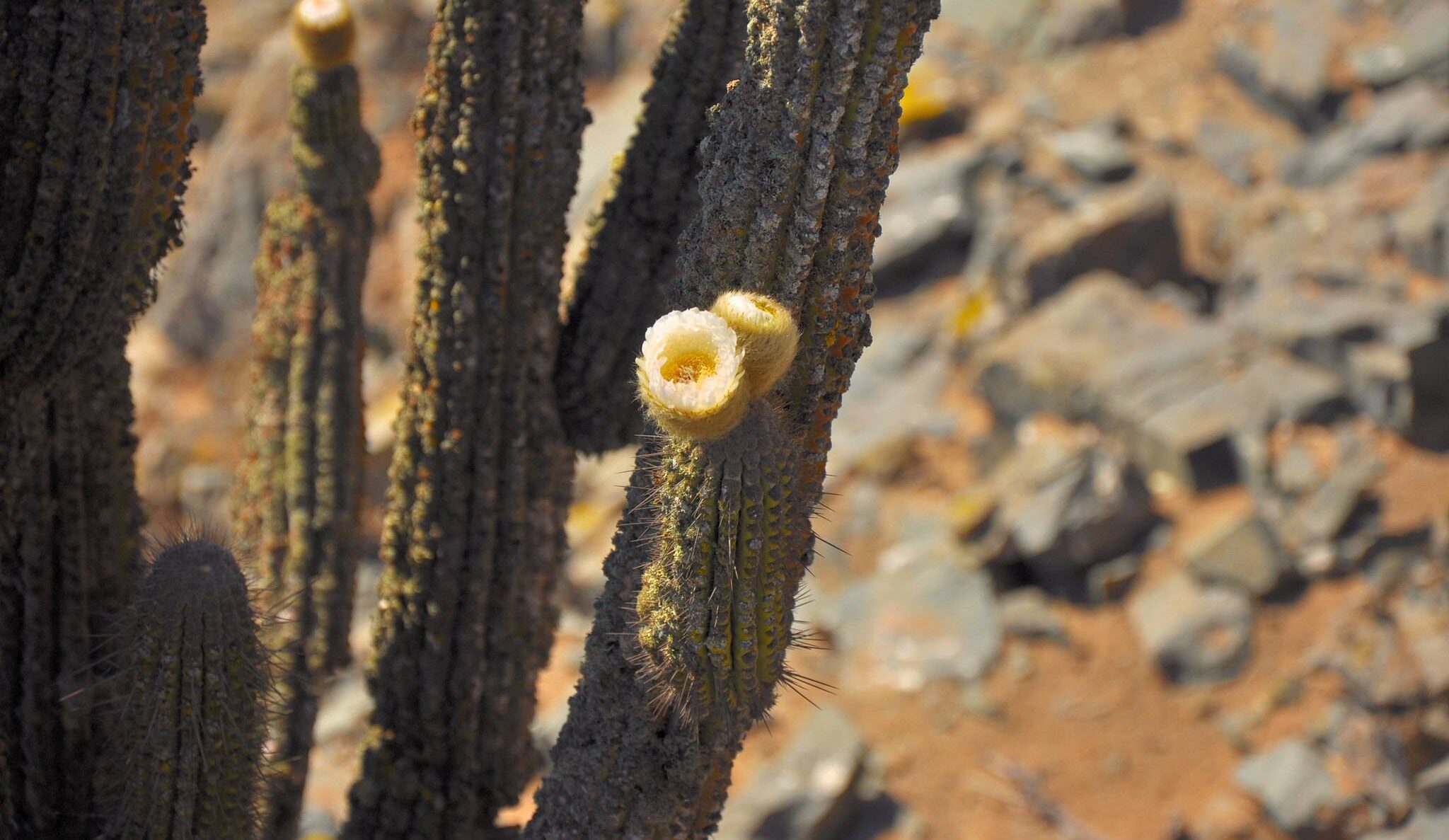 flor de cactus