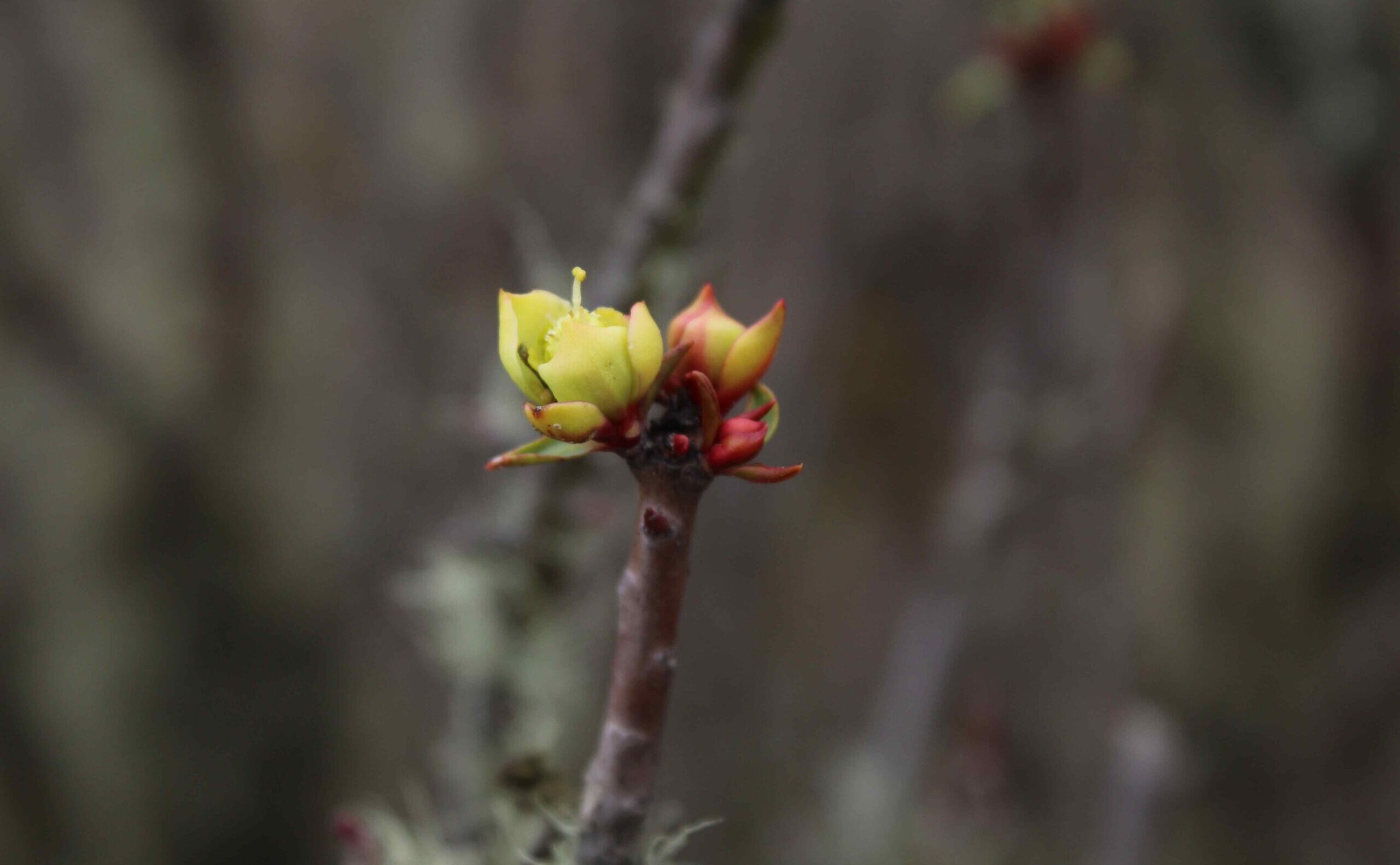 flores en el desierto