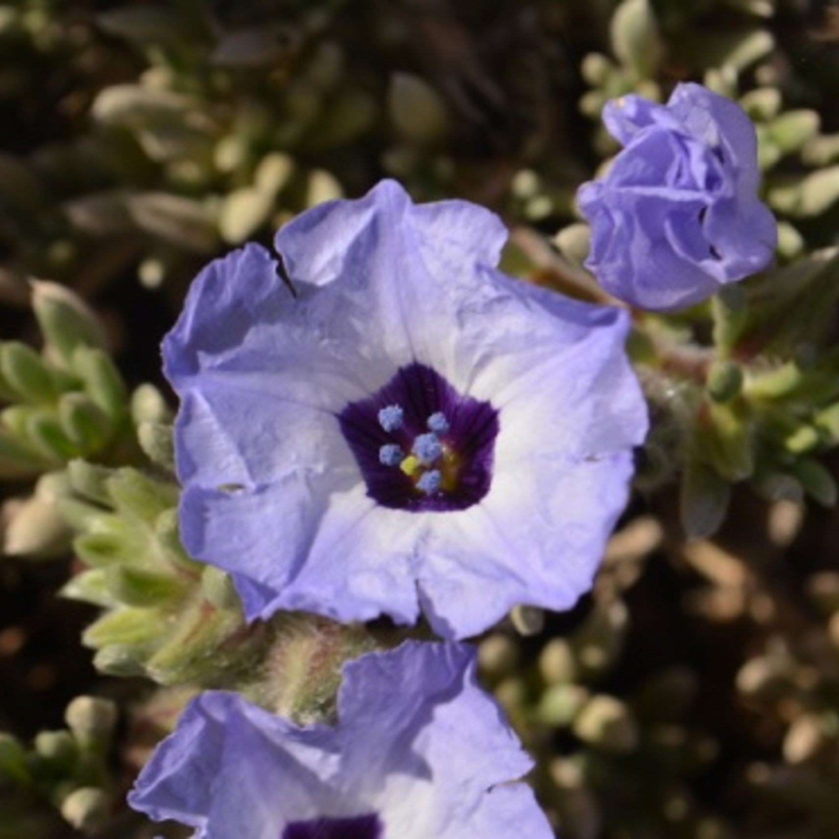 flor de especie género nolana