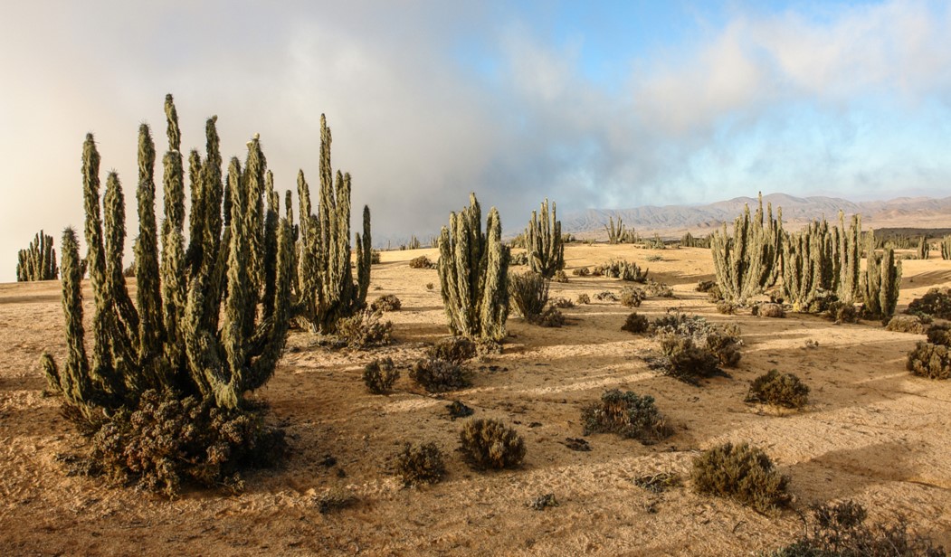 muchos cactus en el desierto