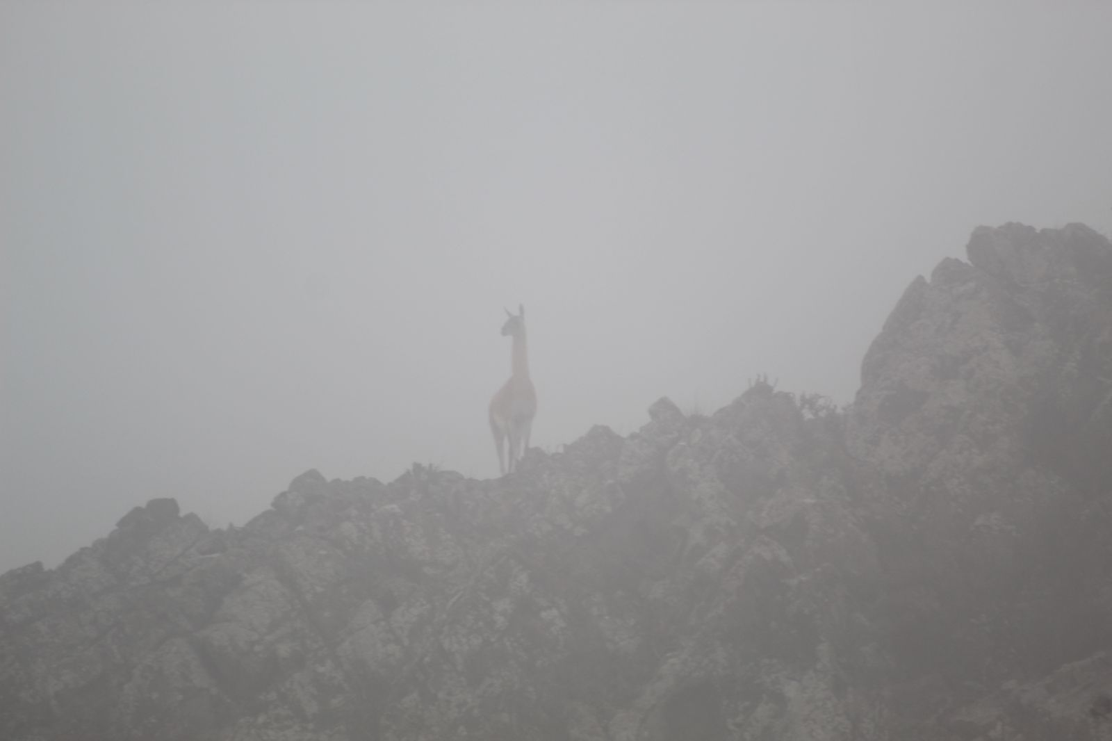 guanaco en medio de la niebla