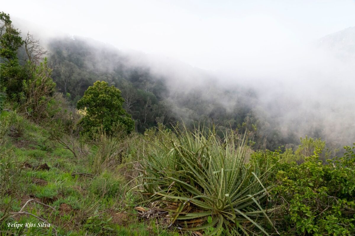 niebla